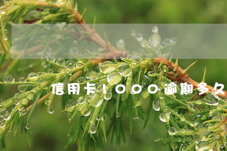 信用卡1000逾期多久 信用卡1000逾期多久