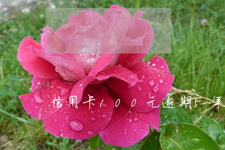 信用卡100元逾期5年怎么办 信用卡100元逾期5年怎么办