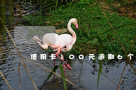 信用卡100元逾期6个月