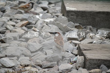 信用卡10万逾期公安立案流程 信用卡10万逾期公安立案流程