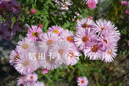 信用卡10个月逾期