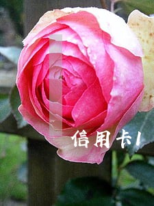 信用卡10元以内逾期 信用卡10元以内逾期