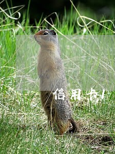 信用卡11000逾期9个月了 信用卡11000逾期9个月了