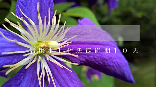 信用卡11块钱逾期10天 信用卡11块钱逾期10天