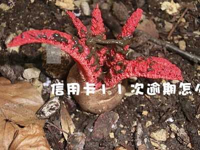 信用卡11次逾期怎么处理 信用卡11次逾期怎么处理