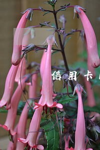 信用卡12点之前还款算逾期吗 信用卡12点之前还款算逾期吗