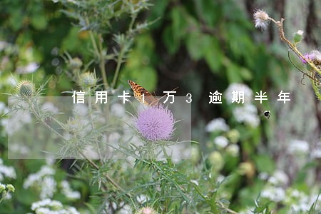 信用卡1万3逾期半年 信用卡1万3逾期半年