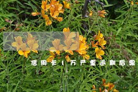 信用卡1万严重逾期后果 信用卡1万严重逾期后果