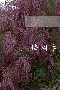 信用卡1万逾期要判几年 信用卡1万逾期要判几年