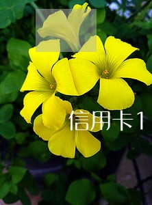 信用卡1天算逾期吗 信用卡1天算逾期吗