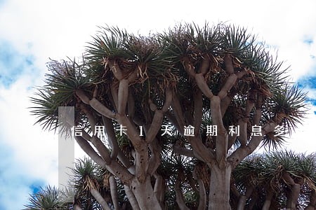 信用卡1天逾期利息多少