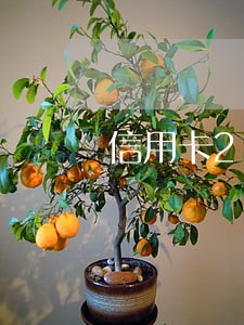 信用卡20万全面逾期了