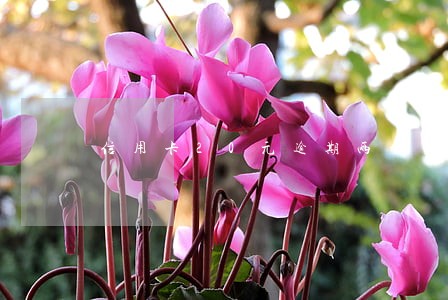 信用卡20元逾期两个月