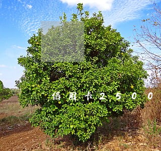 信用卡2500额度逾期好多年