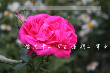 信用卡2万6逾期2年利息怎么算