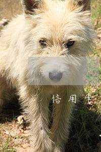信用卡2万三年逾期本息多少