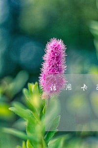 信用卡2万逾期一年利息