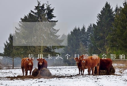 信用卡2个月逾期会影响征信吗 信用卡2个月逾期会影响征信吗