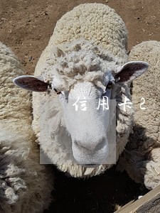 信用卡2次逾期做了房贷经历