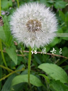 信用卡2次逾期可以房贷吗