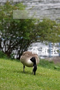 信用卡3000逾期1年 信用卡3000逾期1年