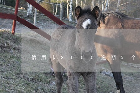 信用卡3000逾期5个月