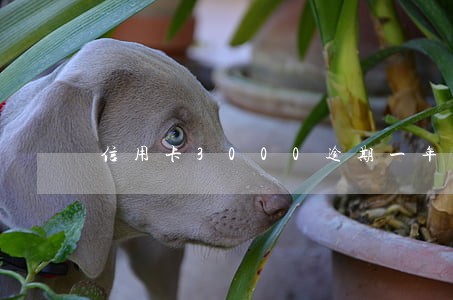 信用卡3000逾期一年没还 信用卡3000逾期一年没还