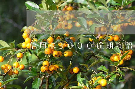 信用卡3000逾期拘留多久