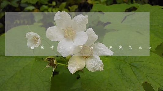 信用卡30万马上逾期怎么办
