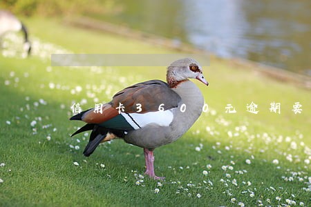 信用卡3600元逾期要多少利息 信用卡3600元逾期要多少利息