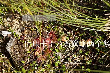信用卡3万五逾期两个多月 信用卡3万五逾期两个多月