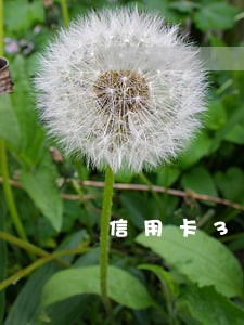 信用卡3万逾期一月罚多少