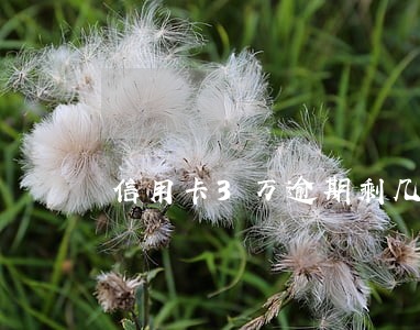信用卡3万逾期剩几千利息 信用卡3万逾期剩几千利息