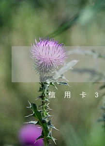 信用卡3千多逾期3月 信用卡3千多逾期3月