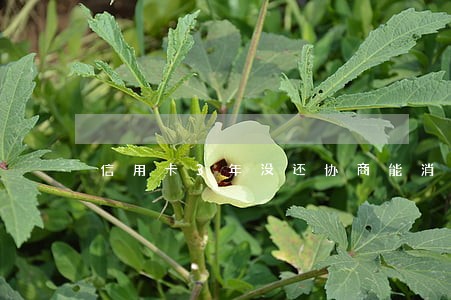 信用卡3年没还协商能消除逾期吗
