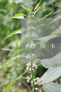 信用卡3年逾期3次