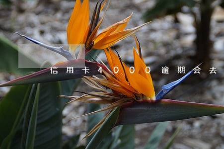 信用卡4000逾期会去家么 信用卡4000逾期会去家么