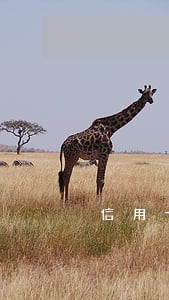信用卡49万逾期2年判多久 信用卡49万逾期2年判多久