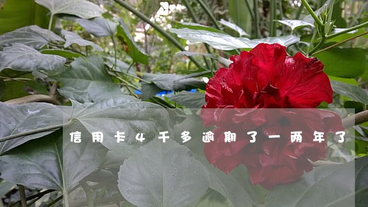 信用卡4千多逾期了一两年了 信用卡4千多逾期了一两年了