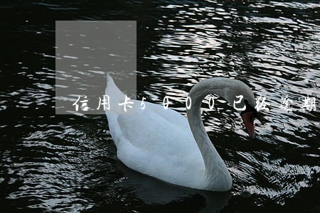 信用卡5000已经逾期三个月