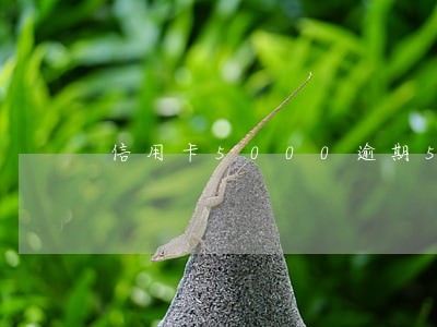 信用卡5000逾期5年成为呆账 信用卡5000逾期5年成为呆账