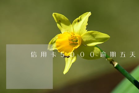 信用卡5000逾期五天 信用卡5000逾期五天