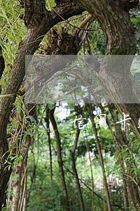 信用卡5000逾期四年 信用卡5000逾期四年