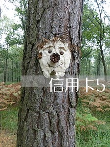 信用卡5800逾期 信用卡5800逾期