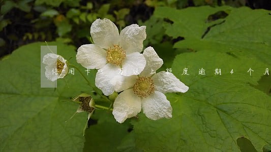 信用卡5万以上额度逾期4个月 信用卡5万以上额度逾期4个月