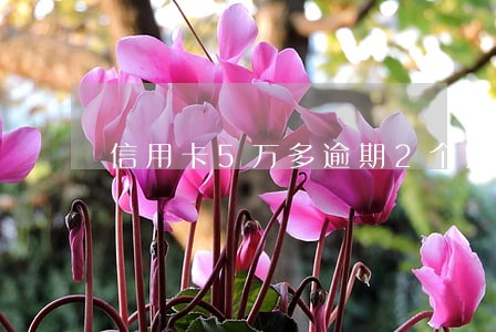 信用卡5万多逾期2个月 信用卡5万多逾期2个月