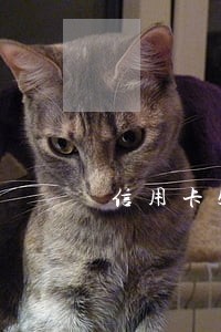 信用卡5万逾期6个月 信用卡5万逾期6个月