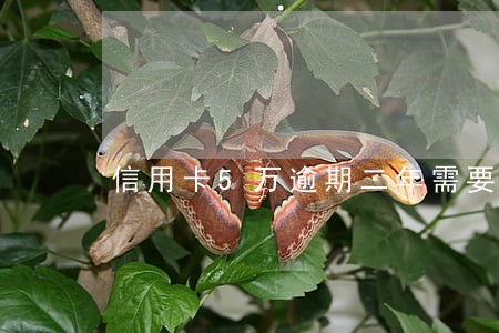 信用卡5万逾期二年需要还多少钱