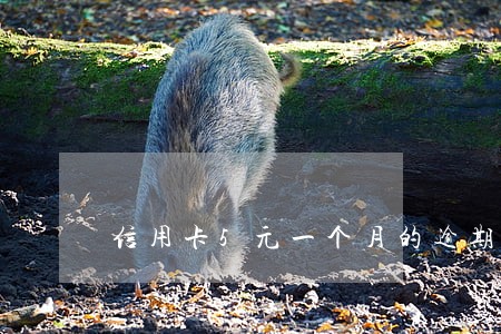 信用卡5元一个月的逾期