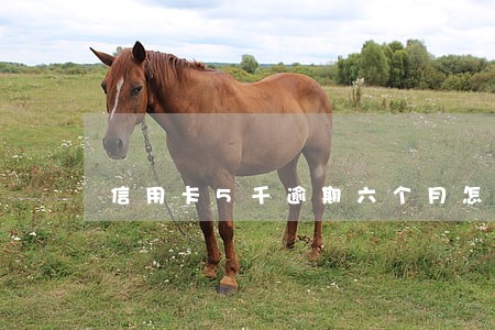 信用卡5千逾期六个月怎么办 信用卡5千逾期六个月怎么办